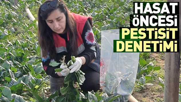 Çarşamba'da hasat öncesi pestisit denetimi
