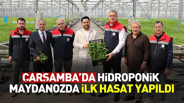 Çarşamba'da hidroponik maydanozda ilk hasat yapıldı