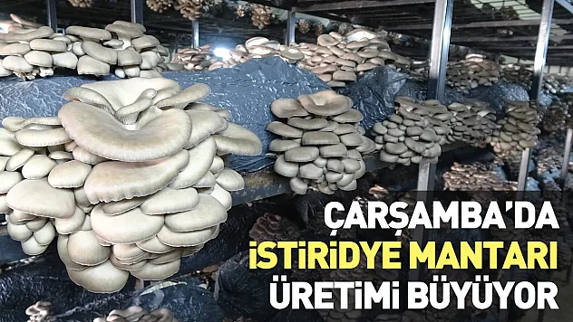 Çarşamba'da istiridye mantarı üretimi büyüyor