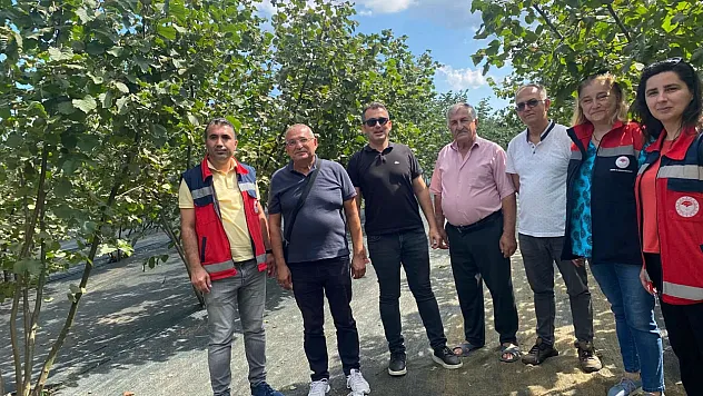 Çarşamba'da Kahverengi Kokarca Taramaları Sürüyor