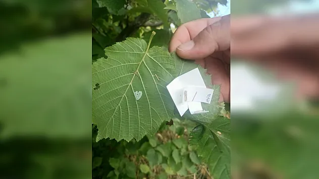 Çarşamba'da kokarcaya karşı 10 bin 864 samuray arıcığı görevde