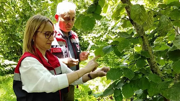Çarşamba'da kokarcaya karşı büyük mücadele:211 noktada 62 bin samuray arısı salındı