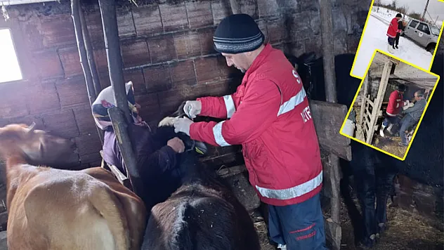 Çarşamba'da şap aşılamaları tam gaz sürüyor