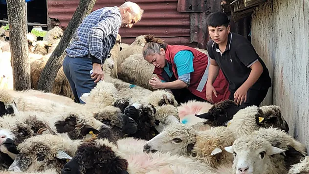 Çarşamba'da Şap aşılaması sürüyor