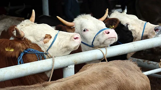 Çarşamba'da Şap Karantinası