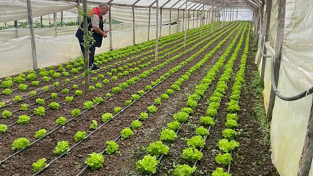 Çarşamba'da sera tespiti ve hasat öncesi pestisit denetimi
