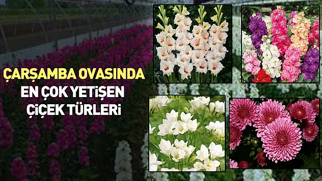 Çarşamba ovasında en çok yetişen çiçek türleri