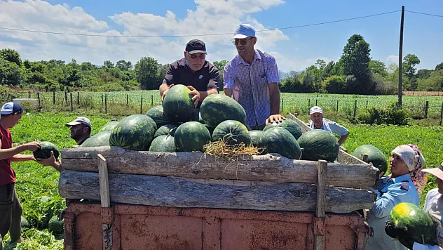 Çarşamba Ovası'nda karpuz hasadı başladı