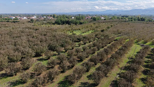 Çarşamba Ovası ormana dönüşüyor