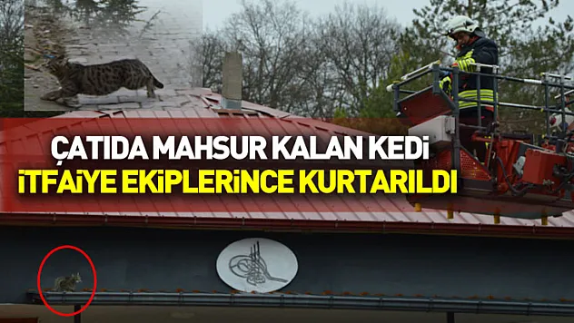 Çatıda mahsur kalan kedi itfaiye ekiplerince kurtarıldı