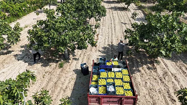 Çatlatan lezzeti taze incir, sofralarda yerini aldı