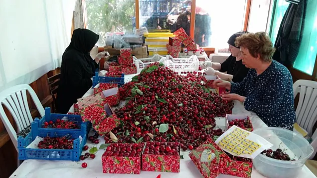 Çay bardağına sığmayan kirazda tonlar konuşuluyor