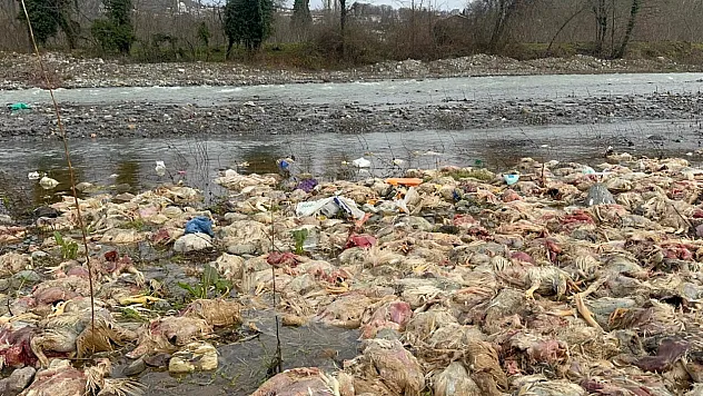 Görenler dehşete düştü! Yüzlerce Ölü Tavuk bulundu...
