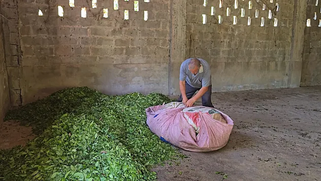 ÇAYKUR  ilk 3 günde 5600 ton çay aldı