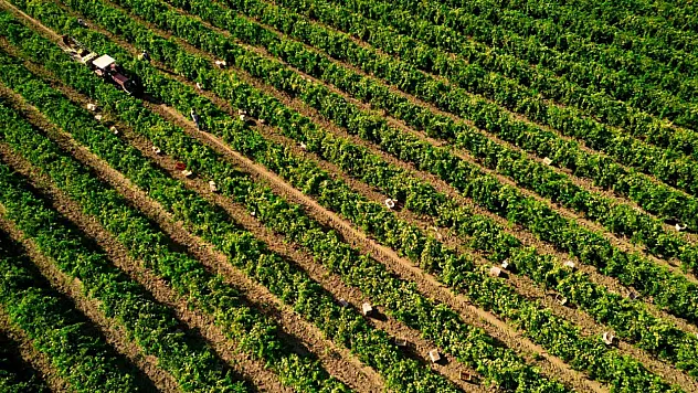 Çekirdeksiz üzümde hasat sezonu buruk başladı