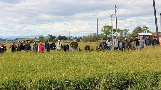 Çeltikte dolu felaketi: 'Zarar yüzde 75'