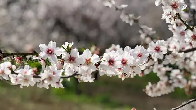 Cemre nedir, nereye düşer?