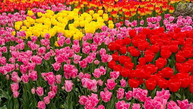 Çiçek Neden Sulanır?