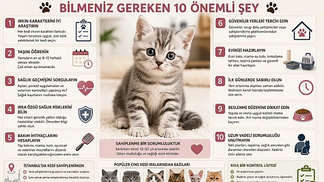 Cins Kedi Sahiplenmeden Önce Bilmeniz Gereken 10 Önemli Şey