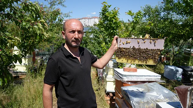 Çıplak elleriyle arı kovanına giriyor