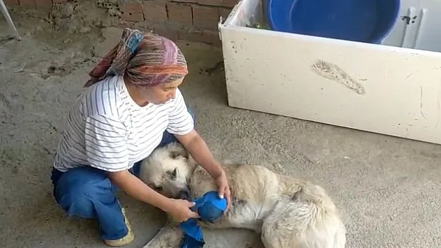 Çoban köpeğini tüfekle vurup sakat bıraktılar
