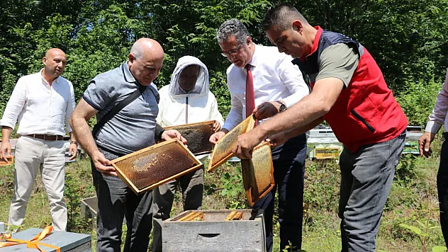 Coğrafi işaretli Salıpazarı Kestane Balı'nda hasat heyecanı başladı