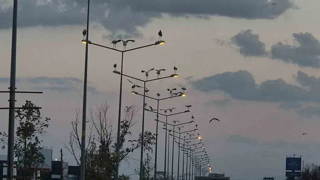 Çorlu'da görsel şölen: Leylekler aydınlatma direklerini mesken tuttu