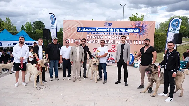 Çorum'da Türk çoban köpekleri podyuma çıktı