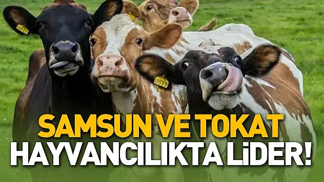 Çorum toprakta, Samsun ve Tokat hayvancılıkta lider!