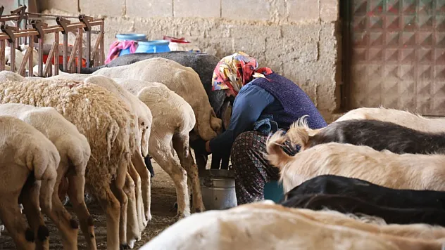 Dağdan gelen süt kadınların emeğiyle sofralara ulaşıyor