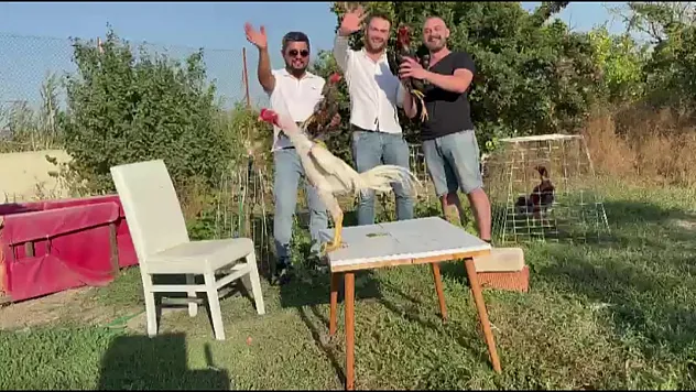 Damada Takı Yerine 250 Bin TL'lik Hint Horozu Hediye Edildi