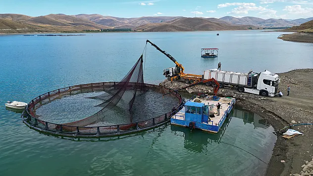 Demirözü Barajı'nda modern ağ kafeslerle somon üretimi artıyor