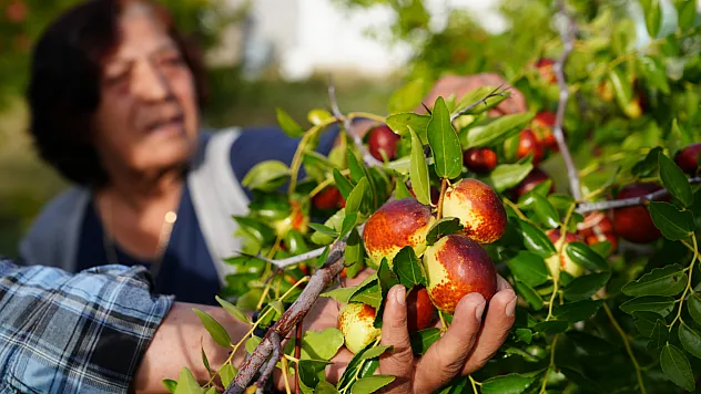 Deneme amacıyla diktiği 2 fidanı 300 hünnap ağacına ulaştırdı