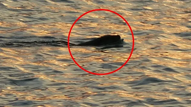 Denize girmek isteyenler tedirgin! İnsana saldırabiliyor