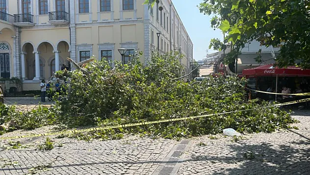 Dev çınar devrildi