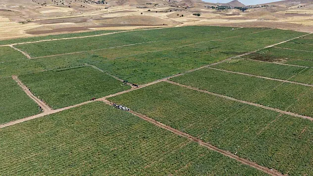 'Dışarıda 25 liraya alacağınıza tarladan 8 liraya alın'