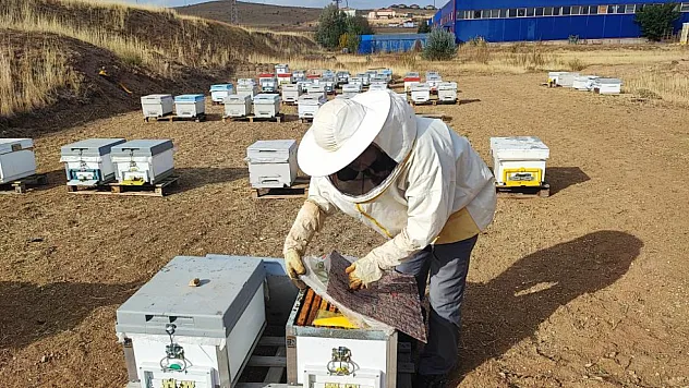 Doğada insan ayağı değmeyen yerde bal üretiyor