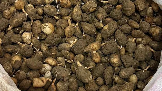 Doğadan salep sökümüne yarım milyonluk ceza