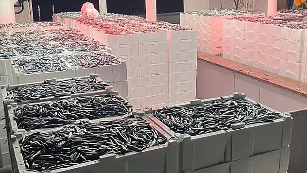 Doğu Karadeniz'de Hamsi Sezonu Bereketli Geçiyor