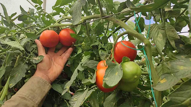 Domates üreten çiftçinin yüzü güldü