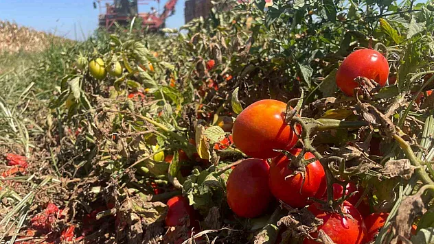 Domateste fiyatlar çiftçi lehine 3'e katladı