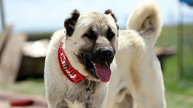 Dünya'nın en güçlü köpekleri: Zirvede tanıdık isim