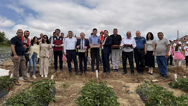 Dürtmen Yaylası'nda 3. çilek hasadı etkinliği