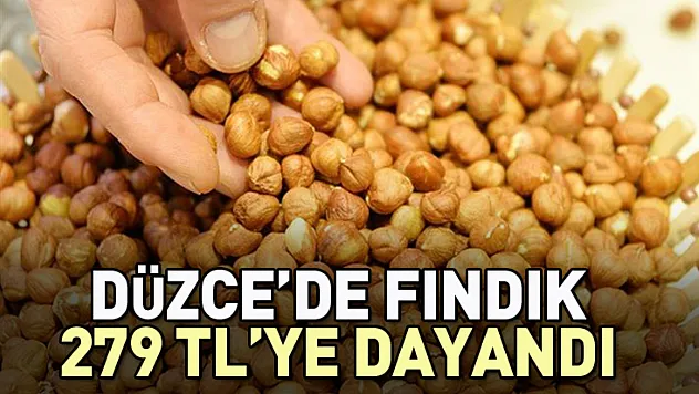 Düzce'de Fındık Fiyatları 279 TL'ye Dayandı