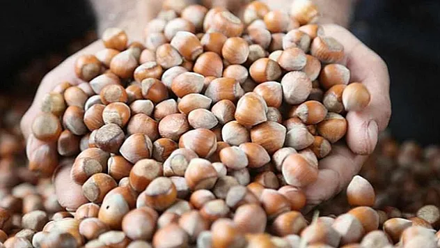 Düzce'de Fındık Fiyatları Dengeli Seyrini Koruyor