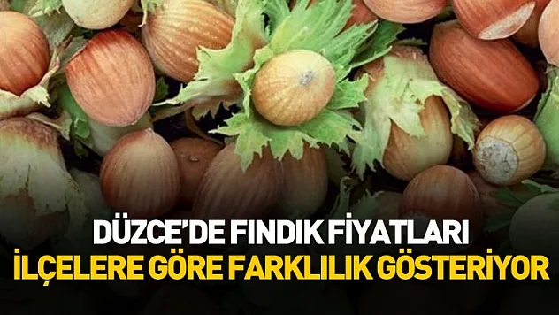 Düzce'de Fındık Fiyatları İlçelere Göre Farklılık Gösteriyor