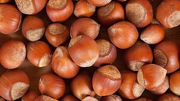 Düzce'de Fındık Fiyatları İlçelere Göre Değişiyor: Akçakoca ve Cumayeri Tavanı Belirliyor