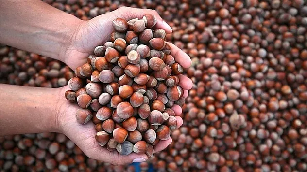 Düzce'de fındık fiyatları orta seviyede | Akçakoca zirvede