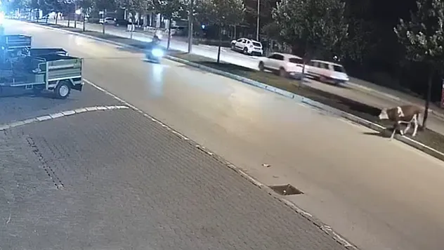 Düzce'de motosiklet sürücüsü büyükbaş hayvana çarptı