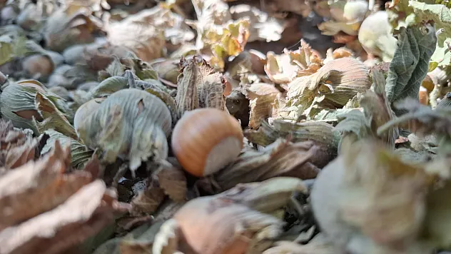 Düzce'den 8 ayda 14 bin 810 ton iç fındık ihraç edildi